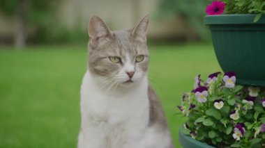 Bahçede, renkli çiçeklerin yanında oturan kedi.
