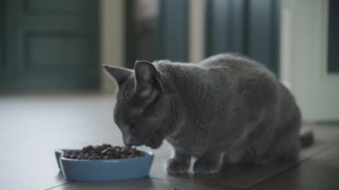 Gri kedi mutfaktaki mavi kaseden yemek yiyor.