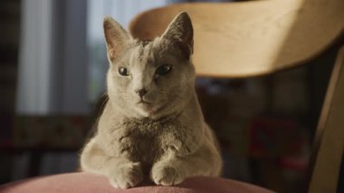 Gün batımında sandalyede uzanan gri kedi, sıcak akşam ışığında güneşleniyor.