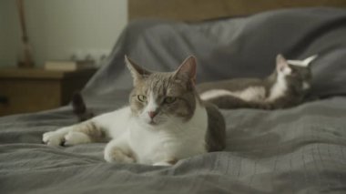 İki kedi bir yatakta uzanıyor, biri odaklanmış, diğeri de arka planda.