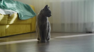 Arka planda sarı kanepesi olan bir kedi oturma odasında yerde oturuyor.