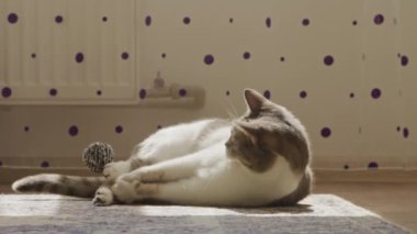 Mor benekli duvar dekoruyla güneşli bir odada kedi yuvarlanıyor ve oynuyor.