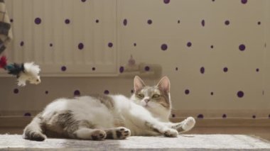 Mor benekli duvar dekoruyla güneşli bir odada, halıda tüylü bir oyuncakla oynayan kedi.