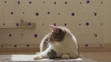 Mor benekli duvar dekoruyla güneşli bir odada oyuncak bir topla halıya uzanmış kedi.