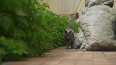 Bahçenin yolunda yürüyen gri kedi. Etrafı yeşillik ve bahçe atıklarıyla çevrili.