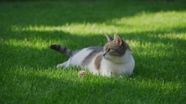 Serin bir kedi yemyeşil çimlerin üzerinde güneşli bir günün tadını çıkarıyor.