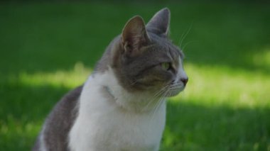 Yeşil çimlerin üzerinde oturan bir kedinin yakından çekimi, dikkatle başka yere bakıyor.