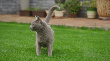 Bahçede yeşil çimlerin üzerinde duran gri kedi saksı bitkileri ve verandası var.