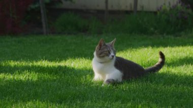 Gri ve beyaz kedi bahçedeki yeşil çimlerde uzanıp güneşin tadını çıkarıyorlar.