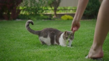 Çimenli bir çimenlikte insanlarla etkileşime giren oyuncu kedi doğadaki neşeli bir anı yakalıyor.