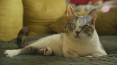 Arka planı bulanık ve mercek efektli bir kanepede uzanan bir kedi.