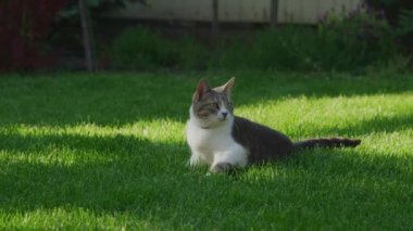 Bahçedeki yemyeşil çimlerde dinlenen ağaçlar ve arka planda çalılar olan kedi.