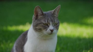Yeşil bir çimenlikte oturan tekir kedinin yakın çekim görüntüsü, odaklanmış ve dikkatli bir ifadeyle