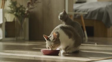 İki evcil kedi güneşli bir odada bir kaseden yemek yiyorlar, arka planda rahat bir ortam var.