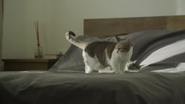 İki kedi bir yatakta dinleniyor ve güneş ışığı içeri giriyor. Kapalı alanda huzurlu bir manzara yaratıyor.