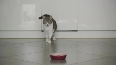 Modern bir mutfakta pençelerini temizleyen bir kedi yerde bir yemek kasesinin yanında.