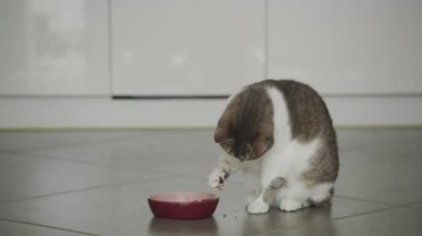 Modern bir mutfak zemininde kedi yiyen kedi doğal ve evcil bir sahne sergiliyor.