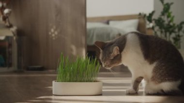 Kedi, ahşap zemini ve bitkileri olan güneşli sıcak bir odada kedi otu kokluyor..