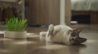 Sıcak, güneşli bir odada, kedi otunun yanında, ahşap bir zeminde rahatça uzanan bir kedi.