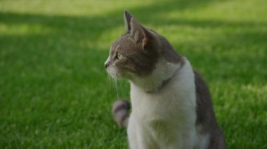 Canlı yeşil çimenlerin üzerinde oturan bir kedinin profil görüntüsü, sakin bir açık havada, başka yere bakıyor.
