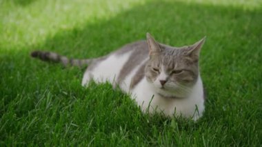 Yeşil çimlere uzanmış bir kedi, açık havada rahat ve memnun görünüyor.