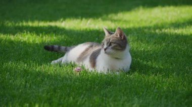 Açık havada yemyeşil çimlerin üzerinde uzanan bir kedi yanında pembe çizgili bir oyuncak top, uzaklığa bakıyor.