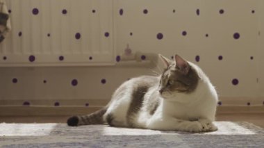 İçeride dinlenen bir kedi, güneş ışığıyla yıkanmış, oyuncu mor beneklerle süslenmiş bir odada.