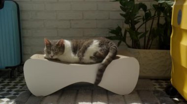 Bir kedi rahat, güneşli bir odada, modern kedi mobilyalarının üzerinde huzur içinde uyur.