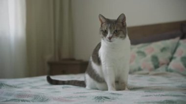 Gri ve beyaz kürklü tetikte kedi rahat bir odada sakince oturur ve merakla ileriye bakar.