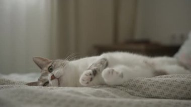 Neşeli gri ve beyaz bir kedi, rahat bir evde yumuşak bir battaniyenin üzerinde uzanırken patilerini uzatır.