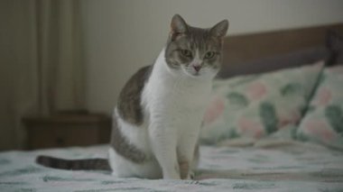 Çiçek desenli yatağı olan, sakin ve özenli görünen bir kedi.