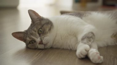 Ahşap bir zeminde, rahat bir ev ortamında huzur içinde dinlenen bir kedi.