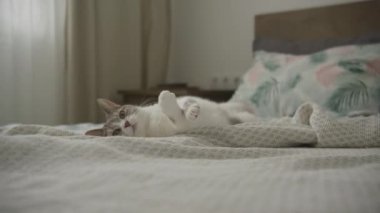 Rahat bir kedi yatakta uzanıyor, kameraya bakıyor, rahat bir yatak odasında.