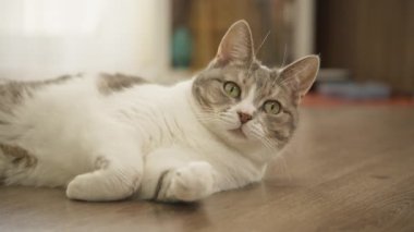 Rahat bir kedinin yakın plan çekimi yerde uzanmış, yeşil gözleriyle ev ortamında merakla bakıyor.