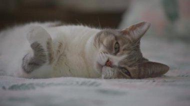 Mutlu bir kedi yatakta yarı kapalı yatıyor, rahat ve rahat bir duruş sergiliyor.