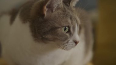 Yeşil gözlü, yumuşak kürklü, sakin bir ev ortamında dikkatlice bakan evcil bir kedi profili.