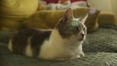Sıcak bir kanepede uzanan bir kedi, ılık güneş ışığının tadını çıkarıyor, yumuşak gölgelerle huzurlu bir atmosfer yaratıyor.