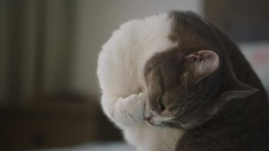 Pençesiyle özenle kendini tımar eden bir kedi, yumuşak ışıklandırmalı rahat bir iç mekanda yakalanır.