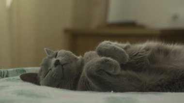 Gri bir kedi sırt üstü uzanıyor, rahat bir yatakta huzur içinde uyuyor, ev ortamında..