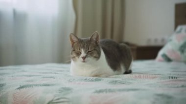 Hoş, gri ve beyaz bir kedi sakince bir yatakta oturuyor, sessiz ve rahat bir anın tadını çıkarıyor.