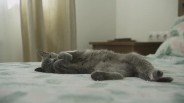 Şirin gri bir kedi, rahat bir şekilde yatağında uzanıyor, kapalı bir ortamda dinleniyor.