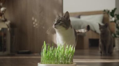 Kapalı alan çimlerini koklayan meraklı bir kedi, arka planda rahat bir evde ikinci bir kedi izliyor.