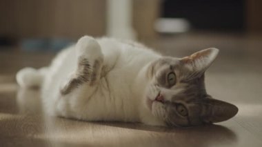 İçerik bir kedi, ahşap bir zeminde, rahat bir evde, yumuşak doğal ışıkla yıkanmış olarak yan yatar.