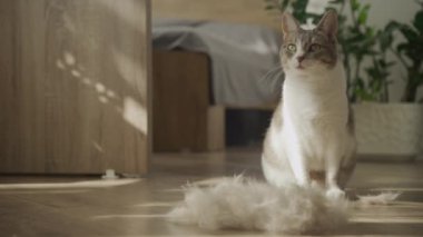Bir kedi ahşap zeminde, rahat, güneşli bir evde kürkünün yanında oturur.