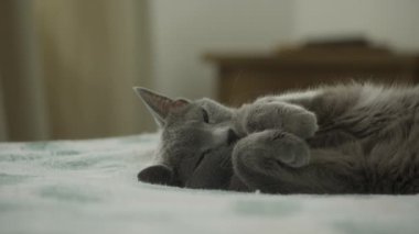 Gri bir kedi kıvrılmış ve yumuşak bir yatakta huzur içinde uyuyor, sakinliğini ve rahatlığını gösteriyor..