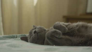 Şirin gri bir kedi yatakta rahat bir şekilde uyur, patileri kıvrılır, huzurlu ve rahat bir atmosfer yaratır.