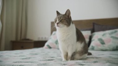 Tekir kedi gözleri kapalı bir yatakta huzur içinde oturur ve rahat bir atmosfer yaratır.