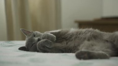 Gri kedi rahat bir pozla yatakta uzanıyor, yumuşak ışıkla iç mekan ayarlı, sakin ve rahat görünüyor.