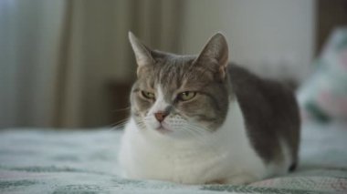Gri ve beyaz kedi bir yatakta dinleniyor, dikkatli ve rahat görünüyor, yumuşak, doğal ışık ile kapalı bir ortam