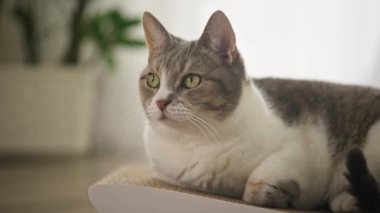 Aydınlık ve rahat bir odada, karton bir kazı kazanın üzerinde dinlenen gri ve beyaz bir kedinin yakın çekimi.